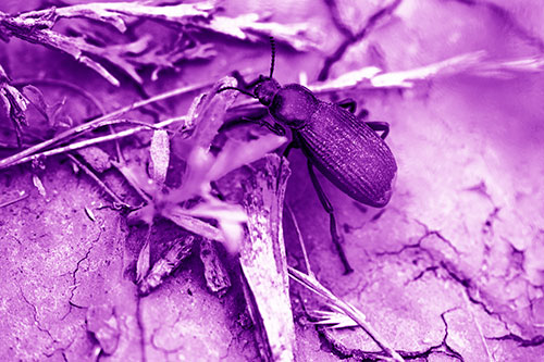 Beetle Searching Dry Land For Food (Purple Shade Photo)