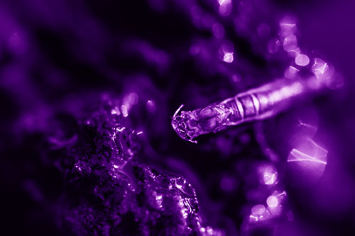 Bent Antenna Larva Slithering Across Soaked Rock (Purple Shade Photo)