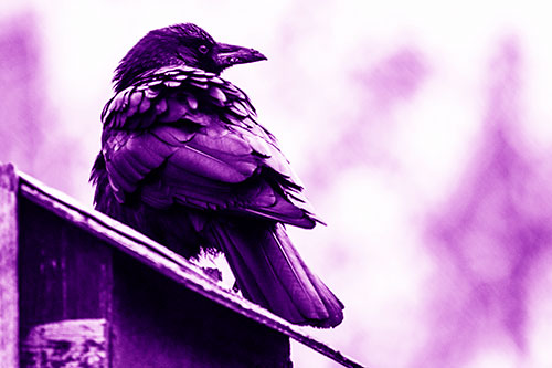 Big Crow Too Large For Bird House (Purple Shade Photo)