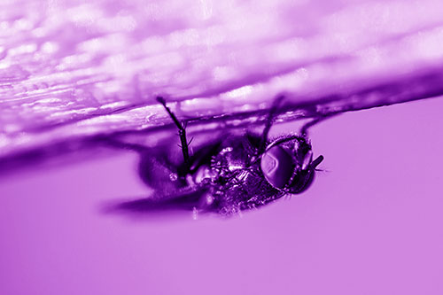Big Eyed Blow Fly Perched Upside Down (Purple Shade Photo)