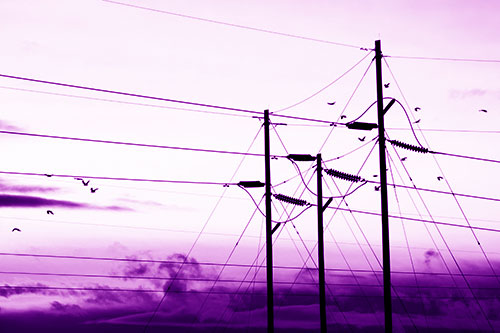 Bird Flock Flying Behind Powerline Sunset (Purple Shade Photo)