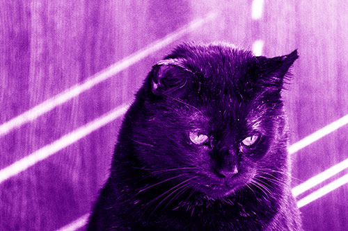 Black Cat Looking Downwards Among Sun Rays (Purple Shade)