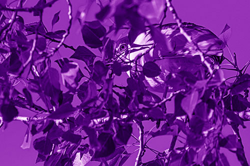 Black Crowned Night Heron Hiding Among Leaves (Purple Shade)