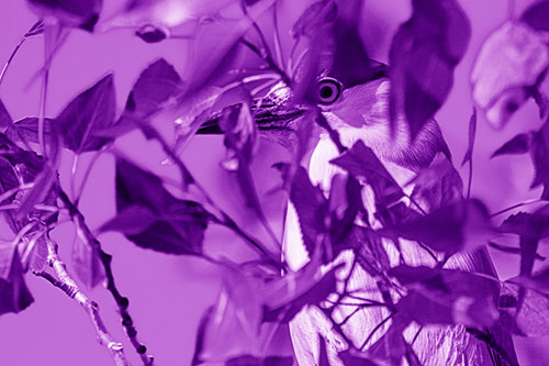 Black Crowned Night Heron Keeping Watch Among Leaves (Purple Shade)