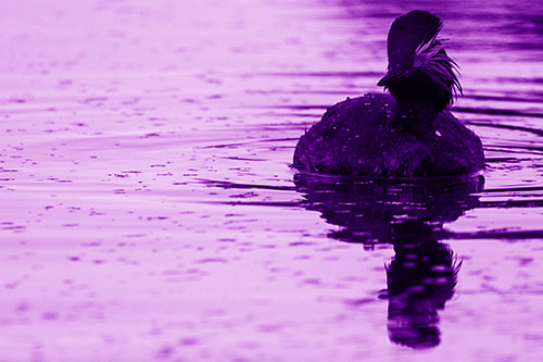 Black Necked Eared Grebe Floating Atop Lake (Purple Shade)