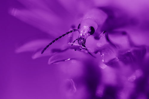 Blister Beetle Feasts Atop Gumplant Flower (Purple Shade)
