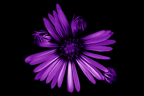 Blooming Daisy Head Among Several Buds (Purple Shade Photo)