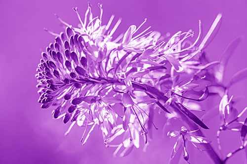 Blossoming Lily Of The Nile Flower (Purple Shade)