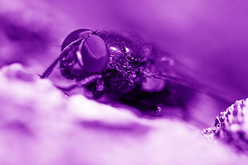 Blow Fly Resting Among Sloping Tree Bark (Purple Shade Photo)