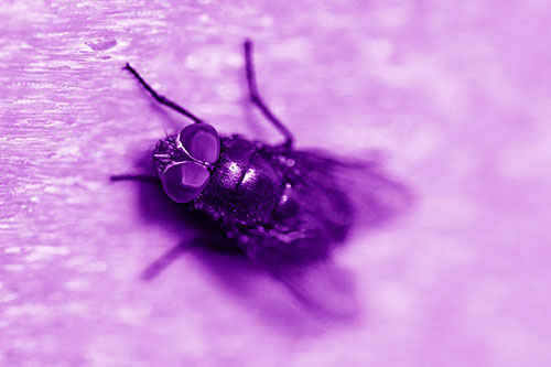Blow Fly Spread Vertically (Purple Shade Photo)