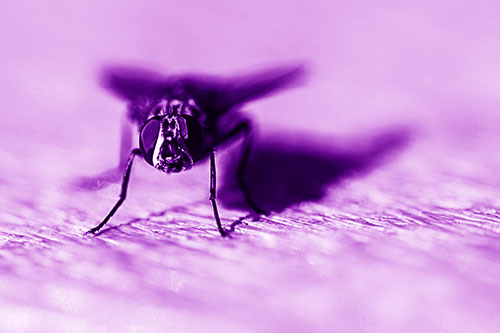 Blow Fly Standing Guard (Purple Shade Photo)