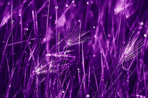 Blurry Water Droplets Clamp Onto Reed Grass (Purple Shade Photo)