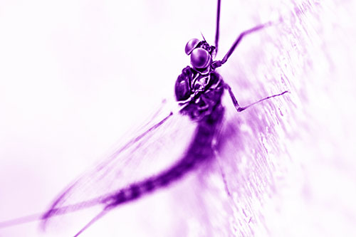 Body Bending Mayfly Resting Vertically (Purple Shade Photo)