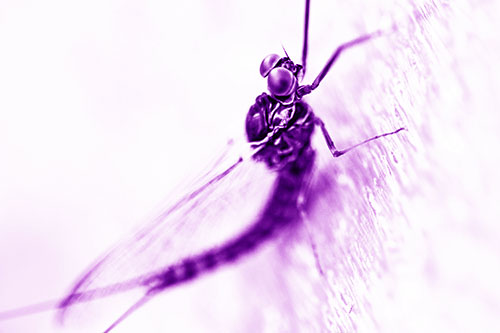 Body Bending Mayfly Resting Vertically (Purple Shade)