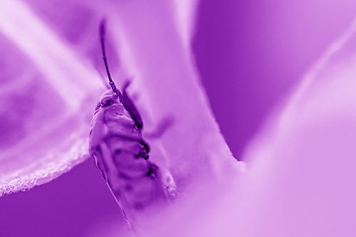 Boxelder Beetle Crawling Up Plant Stem (Purple Shade Photo)