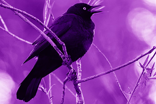 Brewers Blackbird Chirping Atop Sloping Branch (Purple Shade Photo)