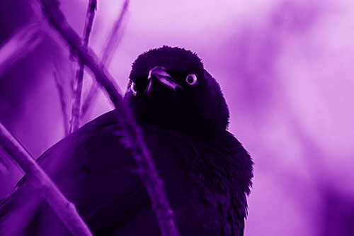 Brewers Blackbird Keeping Watch (Purple Shade Photo)