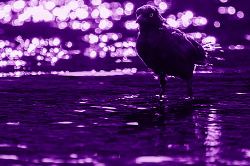 Brewers Blackbird Watches Water Intensely (Purple Shade Photo)
