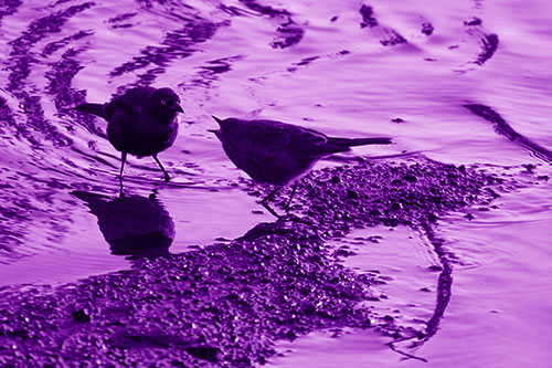 Brewers Blackbirds Feeding Along Shoreline (Purple Shade Photo)