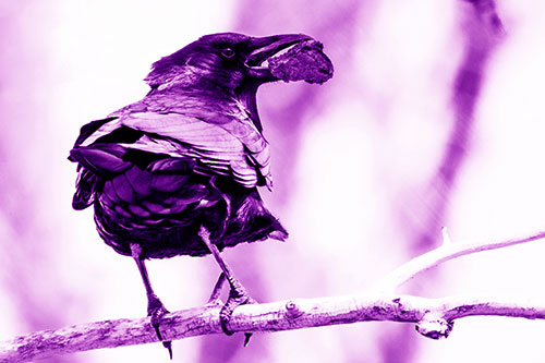 Brownie Crow Perched On Tree Branch (Purple Shade Photo)