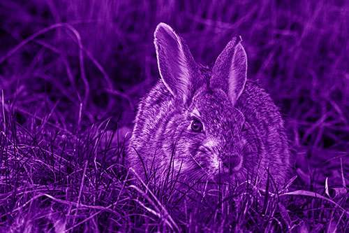 Bunny Rabbit Lying Down Among Grass (Purple Shade Photo)
