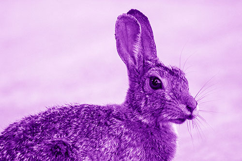 Bunny Rabbit Taking Gander Around Park (Purple Shade)