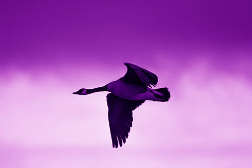 Canadian Goose Flying Among Sunrise (Purple Shade Photo)