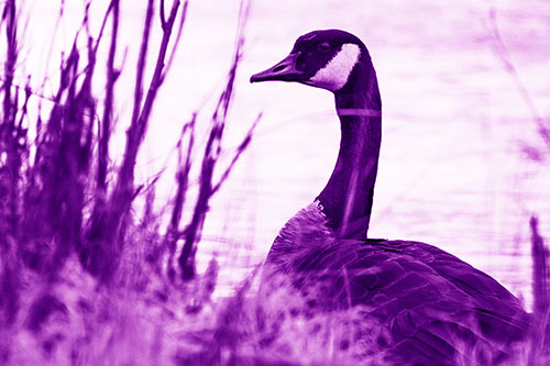 Canadian Goose Hiding Behind Reed Grass (Purple Shade Photo)