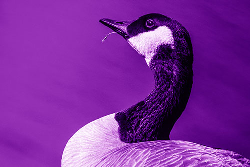Canadian Goose Munches Single Grass Blade (Purple Shade)