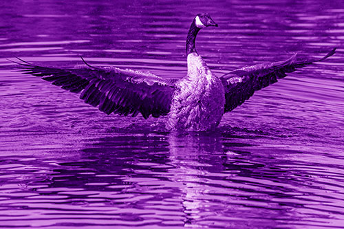 Canadian Goose Spreads Wings Among Lake Top (Purple Shade)