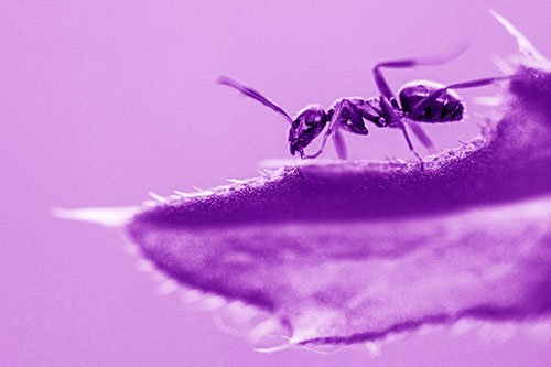 Carpenter Ant Crawls Across Spiky Thistle Leaf (Purple Shade)