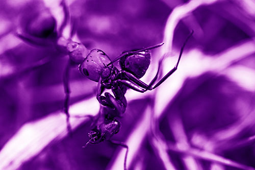 Carpenter Ant Uses Mandible Grips To Haul Dead Corpse (Purple Shade Photo)