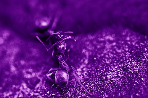 Carpenter Ants Battling Over Territory (Purple Shade Photo)
