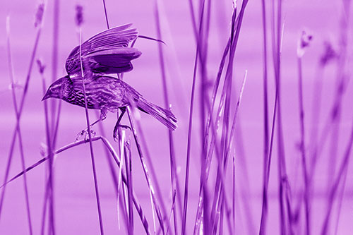 Cattail Jumping Female Red Winged Blackbird (Purple Shade)