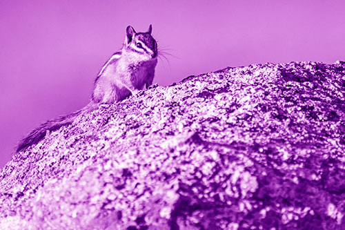 Chipmunk Blending Atop Arching Fungi Rock (Purple Shade Photo)