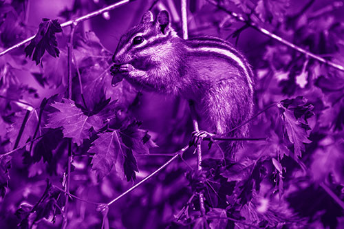 Chipmunk Feasting On Tree Branches (Purple Shade)