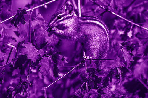 Chipmunk Feasting On Tree Branches (Purple Shade Photo)