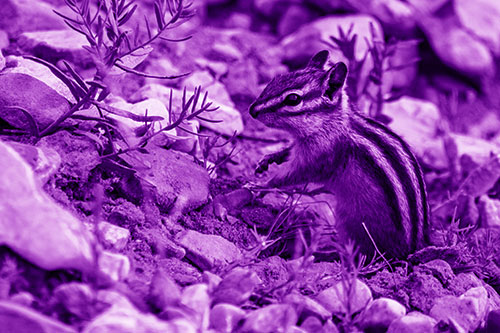 Chipmunk Ripping Plant Stem From Dirt (Purple Shade Photo)