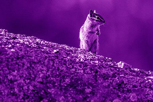 Chipmunk Standing Atop Sloping Fungi Rock (Purple Shade Photo)