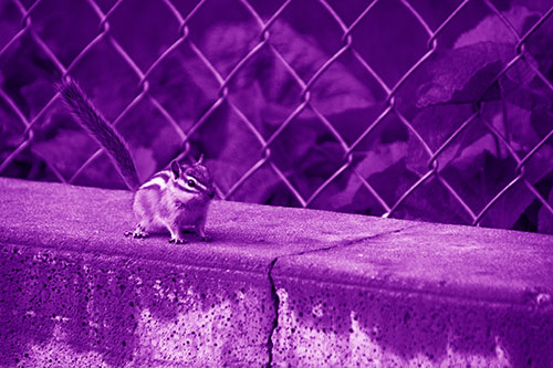 Chipmunk Walking Along Wet Concrete Wall (Purple Shade Photo)