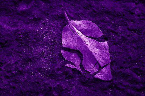 Chipped Leaf Face Rests Atop Pavement (Purple Shade)
