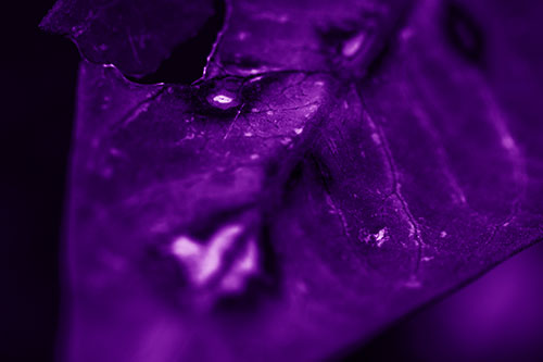 Chipped Vein Decaying Leaf Face (Purple Shade Photo)