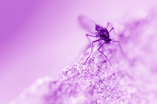 Chironomid Midge Fly Standing Along Rock Edge (Purple Shade Photo)