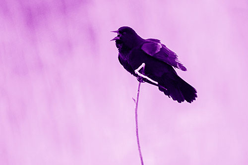 Chirping Red Winged Blackbird Atop Snowy Branch (Purple Shade Photo)
