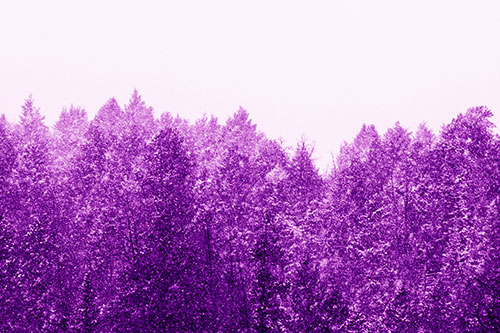 Christmas Snow Blanketing Trees (Purple Shade Photo)