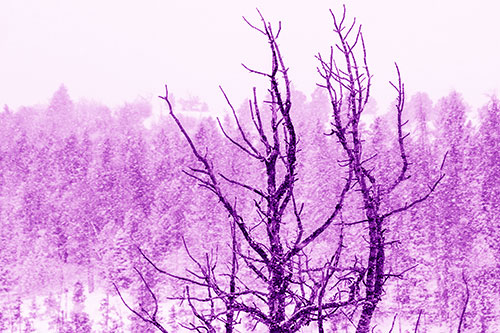 Christmas Snow On Dead Tree (Purple Shade Photo)
