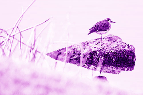 Chubby Dunlin Bird Standing Atop Lake Rock (Purple Shade Photo)