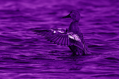 Cinnamon Teal Duck Flaps Wings Among Lake (Purple Shade)