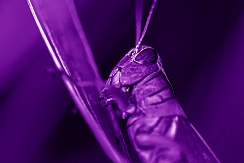 Climbing Grasshopper Crawls Upward (Purple Shade Photo)
