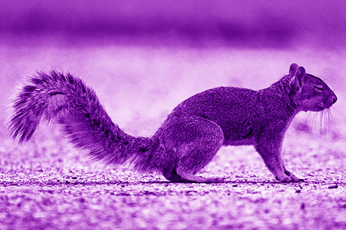Closed Eyed Squirrel Meditating (Purple Shade Photo)